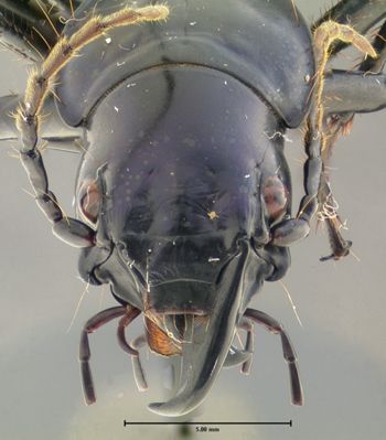 Media type: image;   Entomology 30363 Aspect: head frontal view